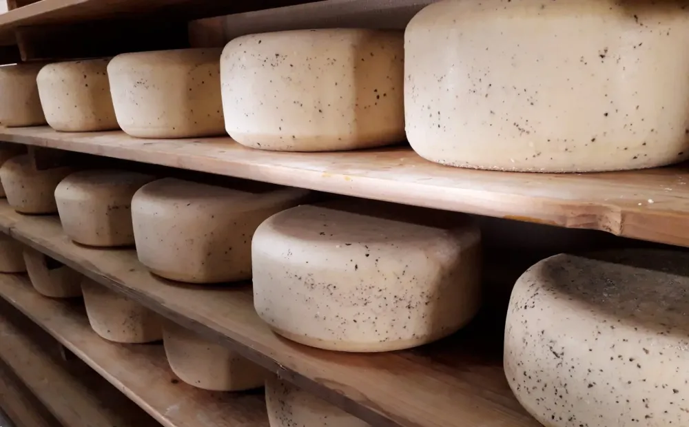gouda artisanal près de Normandie