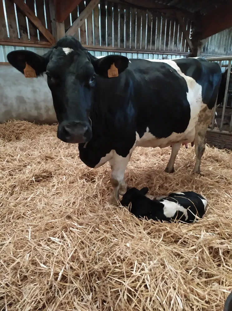 naissance d'un veau (2)