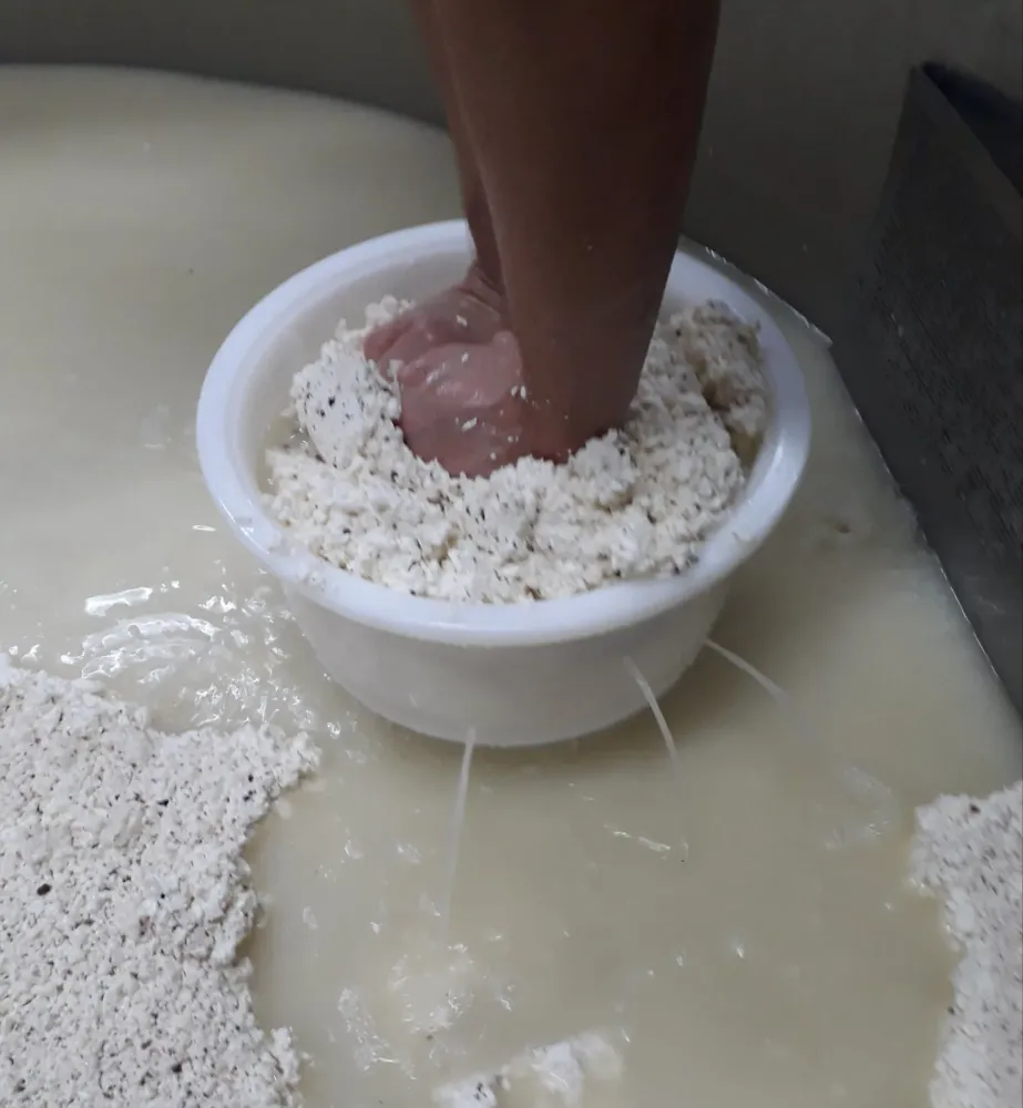 fabrication de gouda artisanal (1)