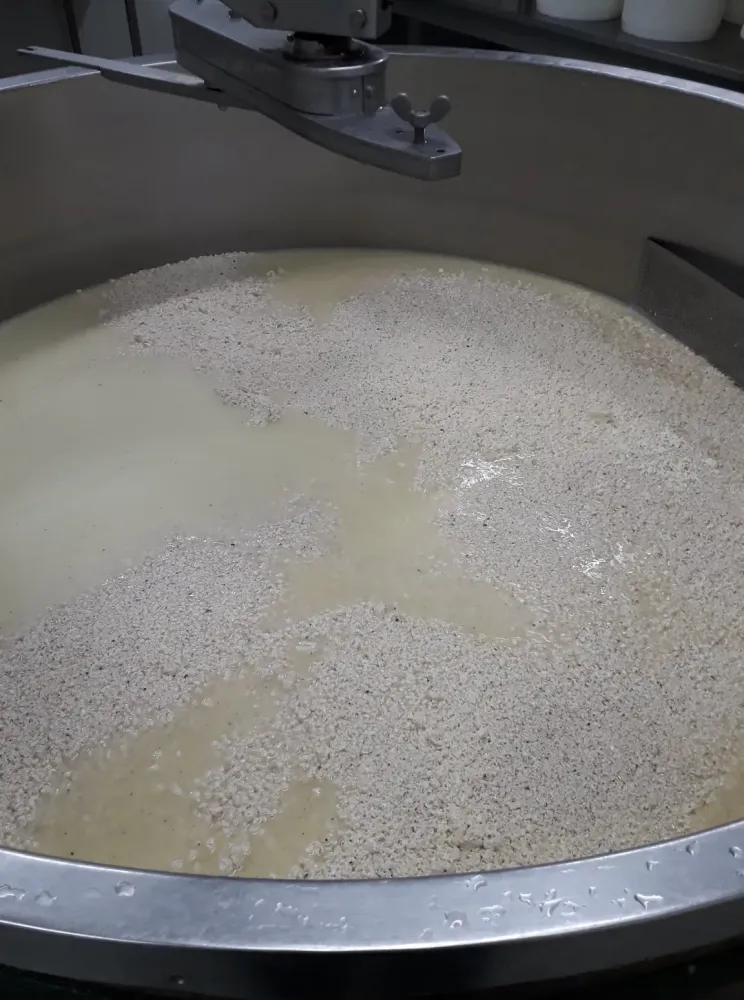 fabrication de gouda artisanal (6)