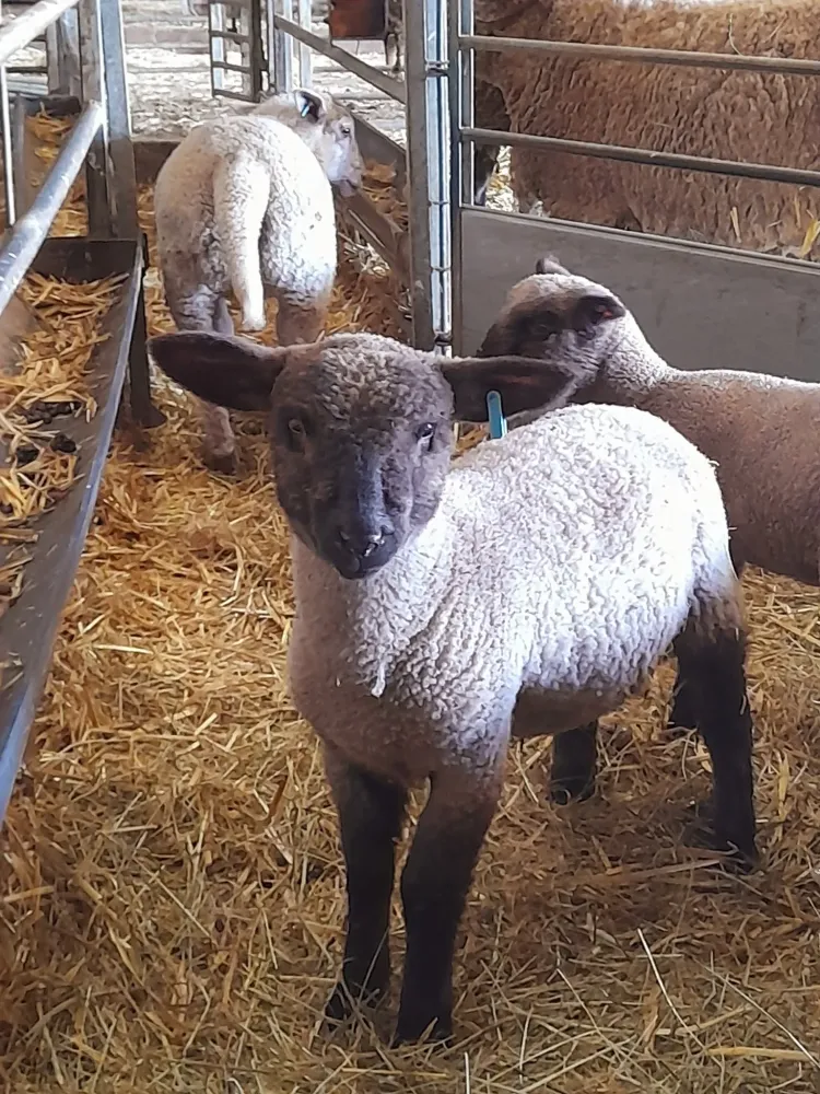 moutons (2)