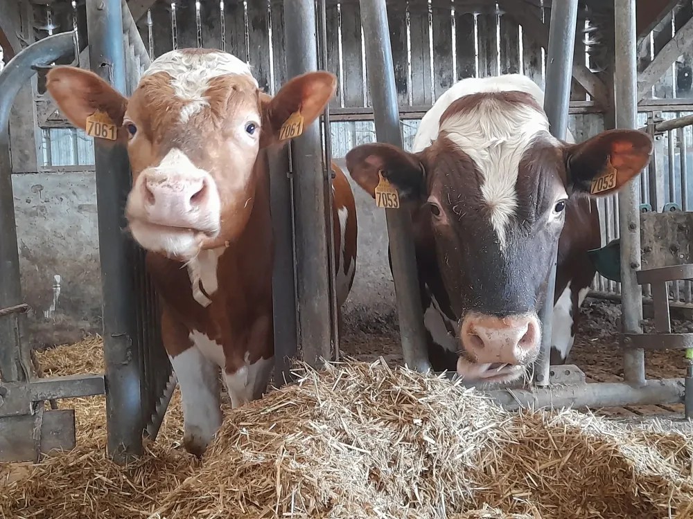 vaches (1)