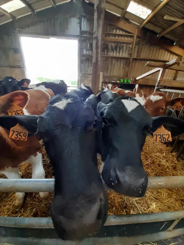 vaches (3)