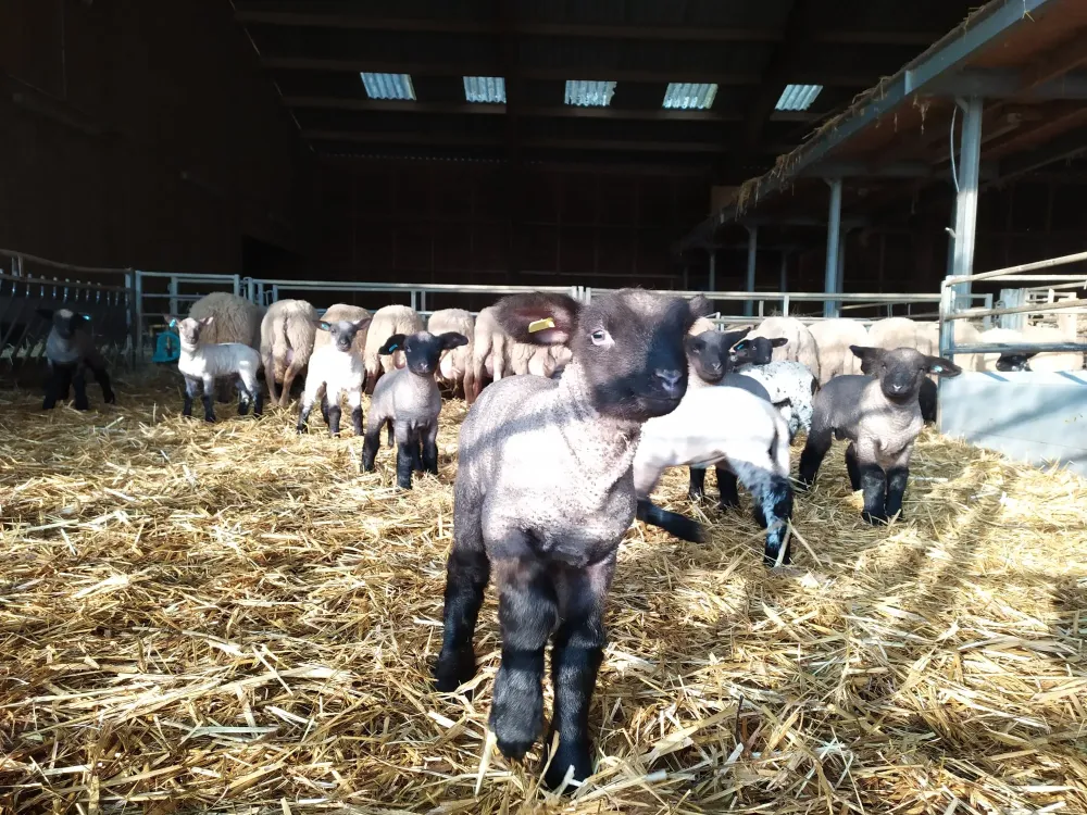 moutons (1)