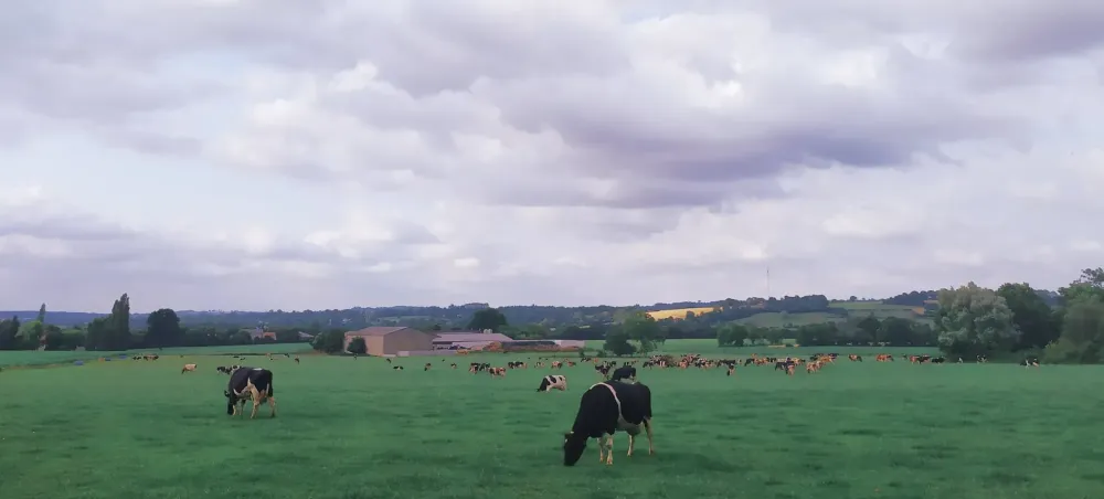 vaches au pré (1)