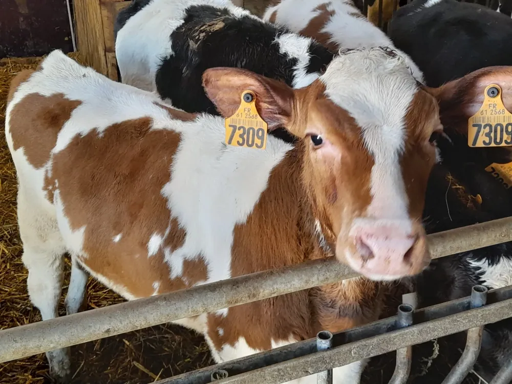 vaches (2)