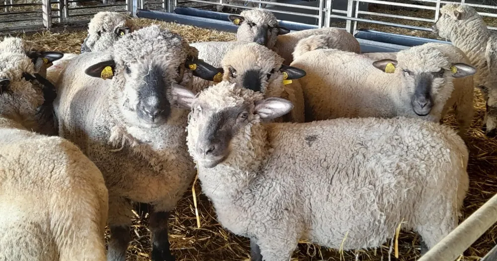 moutons (3)