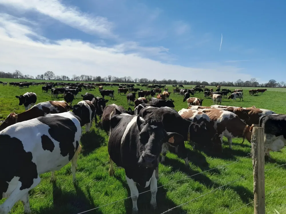 vaches au pré (8)
