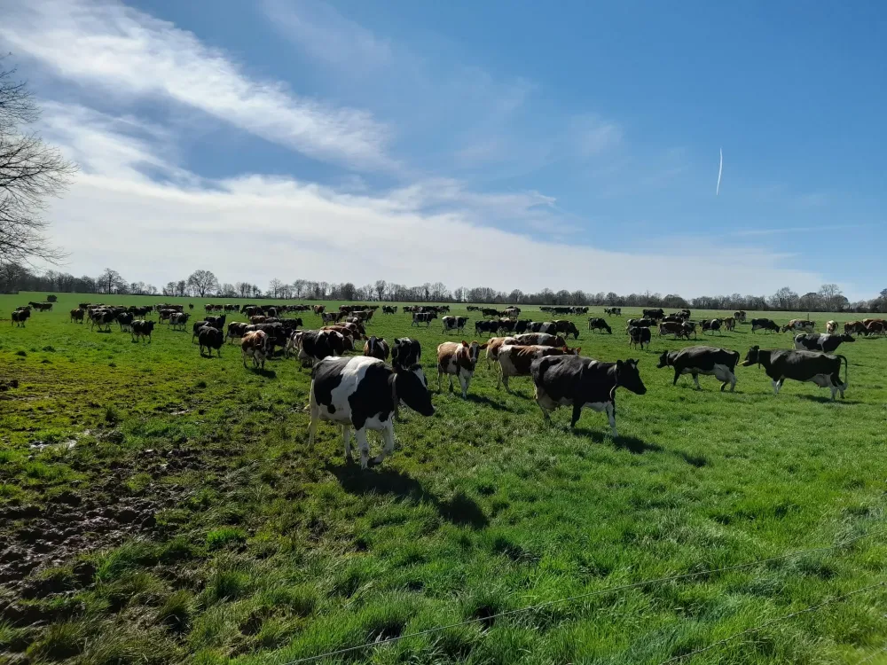 vaches au pré (5)