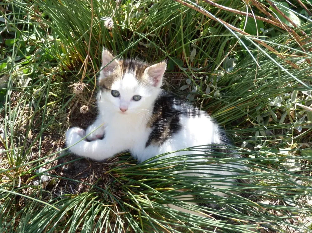chat de la ferme